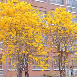 被老师强行双龙破苞H
